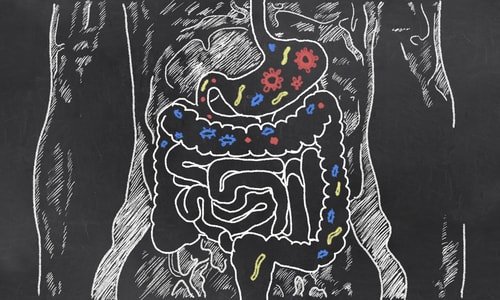 healthy gut bacteria to lose weight