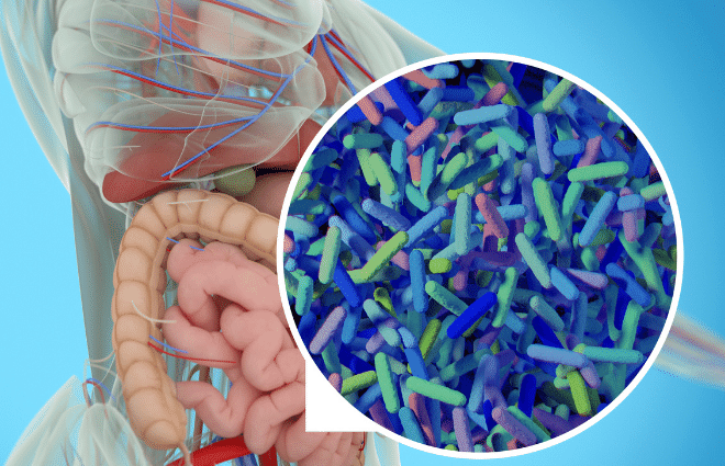 diagram of gut microbiome